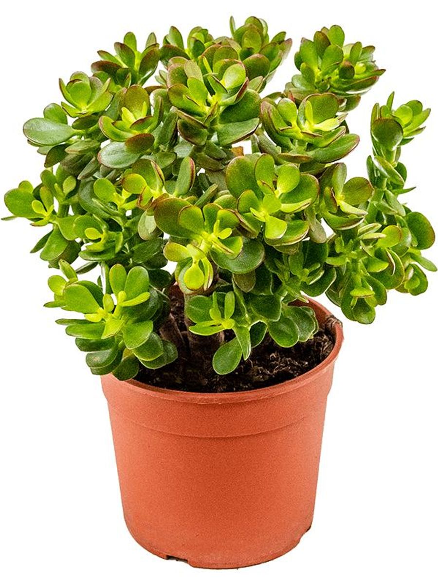 Crassula ovata 