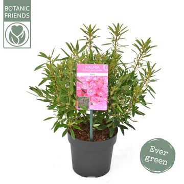 Kalmia angustifolia 'Rubra'