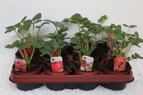 Fragaria x ananassa MIX