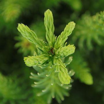 Cryptomeria japonica 'Dinger'
