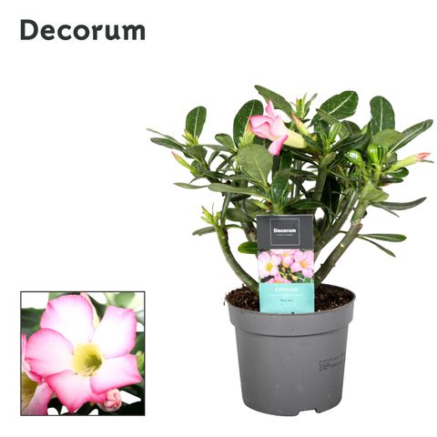 Adenium obesum PINK STAR