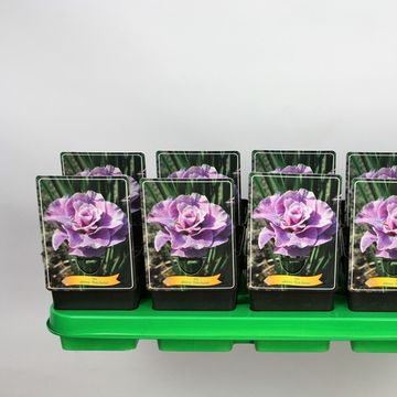 Iris sibirica 'Pink Parfait'