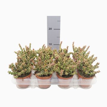 Euphorbia lenewtonii