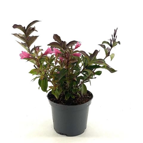 Weigela florida PINK POPPET