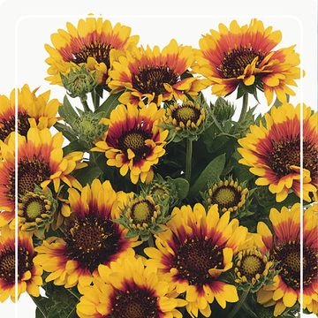 Gaillardia aristata SPINTOP RED STARBURST