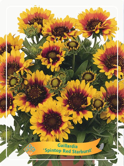 Gaillardia aristata SPINTOP RED STARBURST