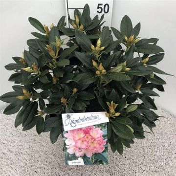 Rhododendron 'Percy Wiseman' (Y)