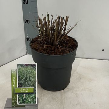 Miscanthus sinensis 'Strictus'
