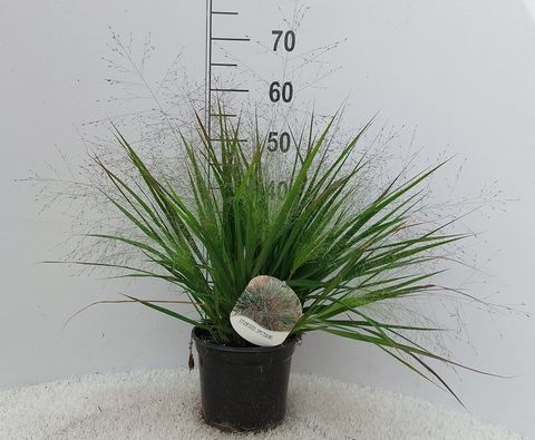 Eragrostis spectabilis MIX