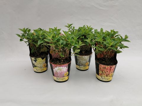 Hydrangea paniculata MIX