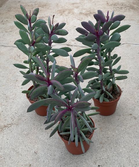 Senecio crassissimus