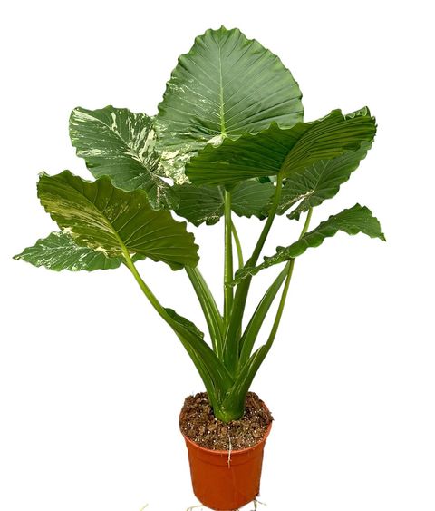 Alocasia gageana 'Variegata'