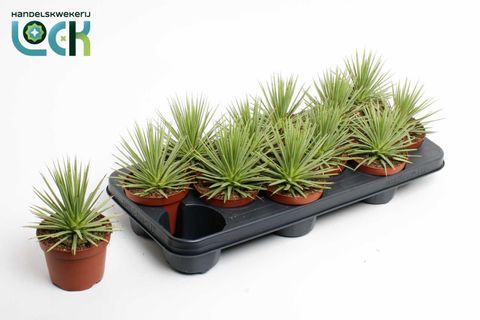 Agave stricta 'Nana'