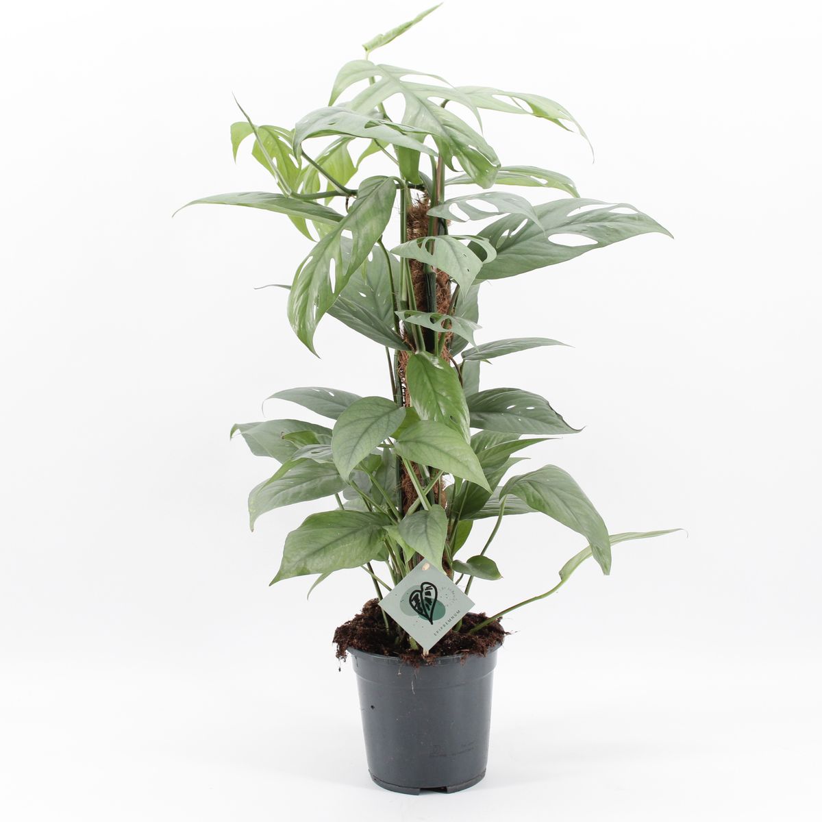 artificial succulents in pots Set of 3