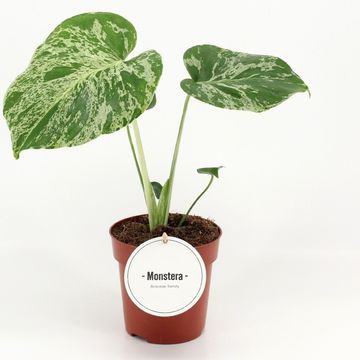 Monstera deliciosa 'Bulbasaur'