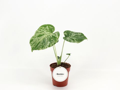 Monstera deliciosa 'Bulbasaur'