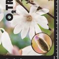 Magnolia stellata