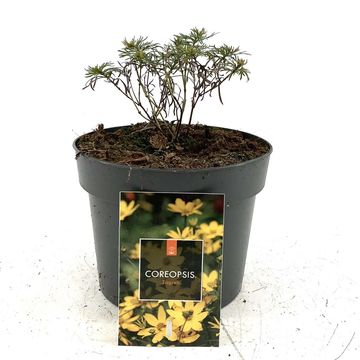 Coreopsis verticillata 'Zagreb'