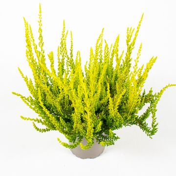 Calluna vulgaris GARDEN GIRLS ZOE