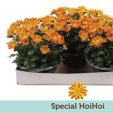 Chrysanthemum HOIHOI