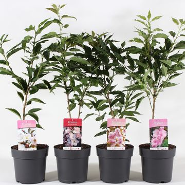 Prunus serrulata MIX