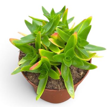 Crassula capitella 'Campfire'