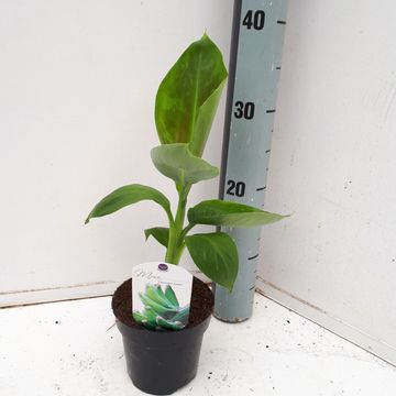 Musa acuminata 'Dwarf Cavendish'