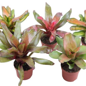 Neoregelia MIX