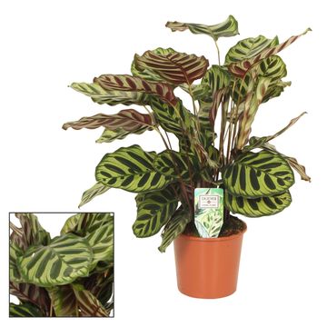 Calathea makoyana