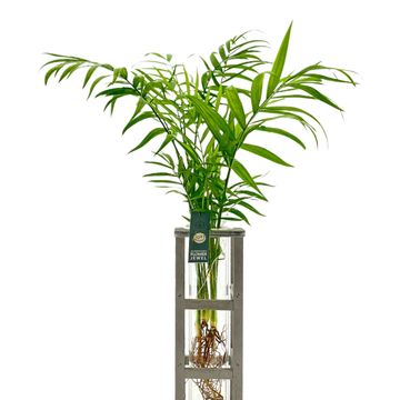 Arrangement Houseplants