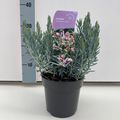 Andromeda polifolia 'Блю Лагуна'