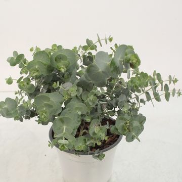 Eucalyptus pulverulenta 'Baby Blue'