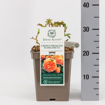 Роза CROWN PRINCESS MARGARETA