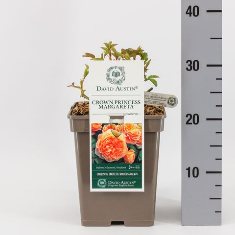 Роза CROWN PRINCESS MARGARETA