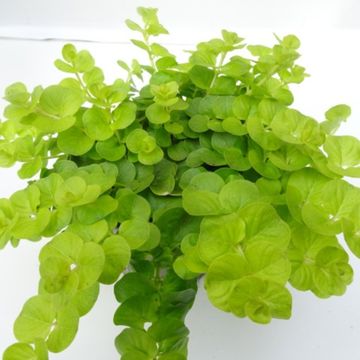 Lysimachia nummularia