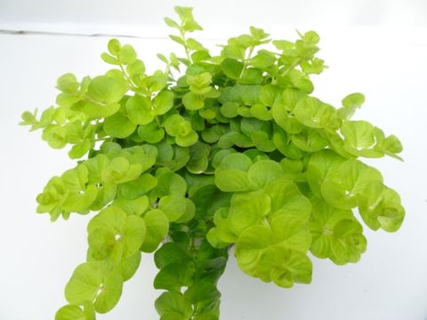 Lysimachia nummularia