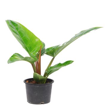 Philodendron melinonii