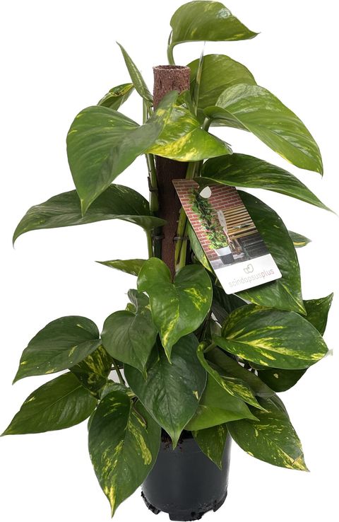 Epipremnum pinnatum 'Aureum'