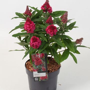 Buddleja davidii BUTTERFLY CANDY LITTLE RUBY