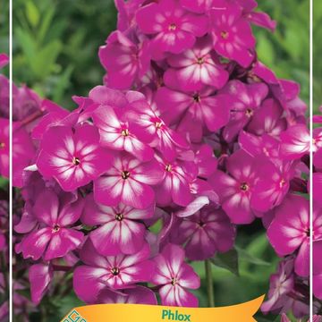 Phlox 'Anastasia'