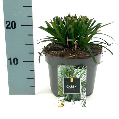 Carex morrowii 'Irish Green'