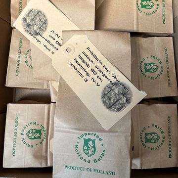 Fritillaria imperialis 'Aurora'