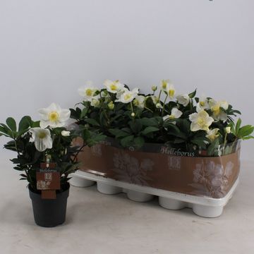 Helleborus niger 'Christmas Carol'