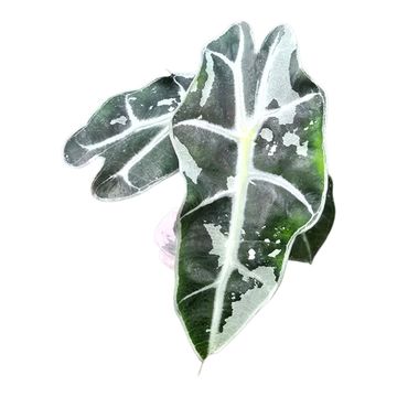 Alocasia 'Polly Variegata'
