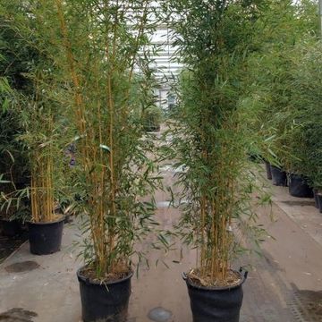 Phyllostachys aureosulcata 'Aureocaulis'