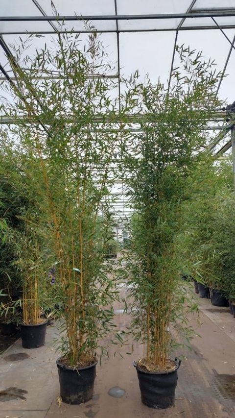 Phyllostachys aureosulcata 'Aureocaulis'