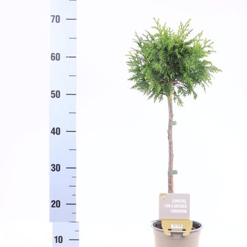 Thuja plicata 'Gelderland'