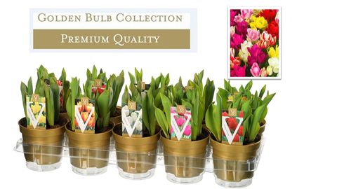 Tulipa MIX