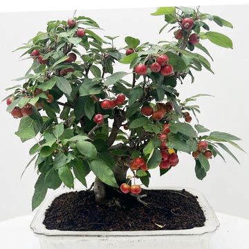 Malus domestica