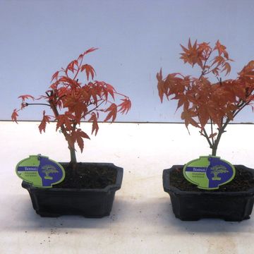 Acer palmatum 'Beni-maiko'